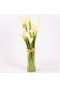 19 white calla